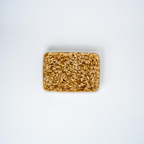 علبة عسل السنديان مع الصنوبر